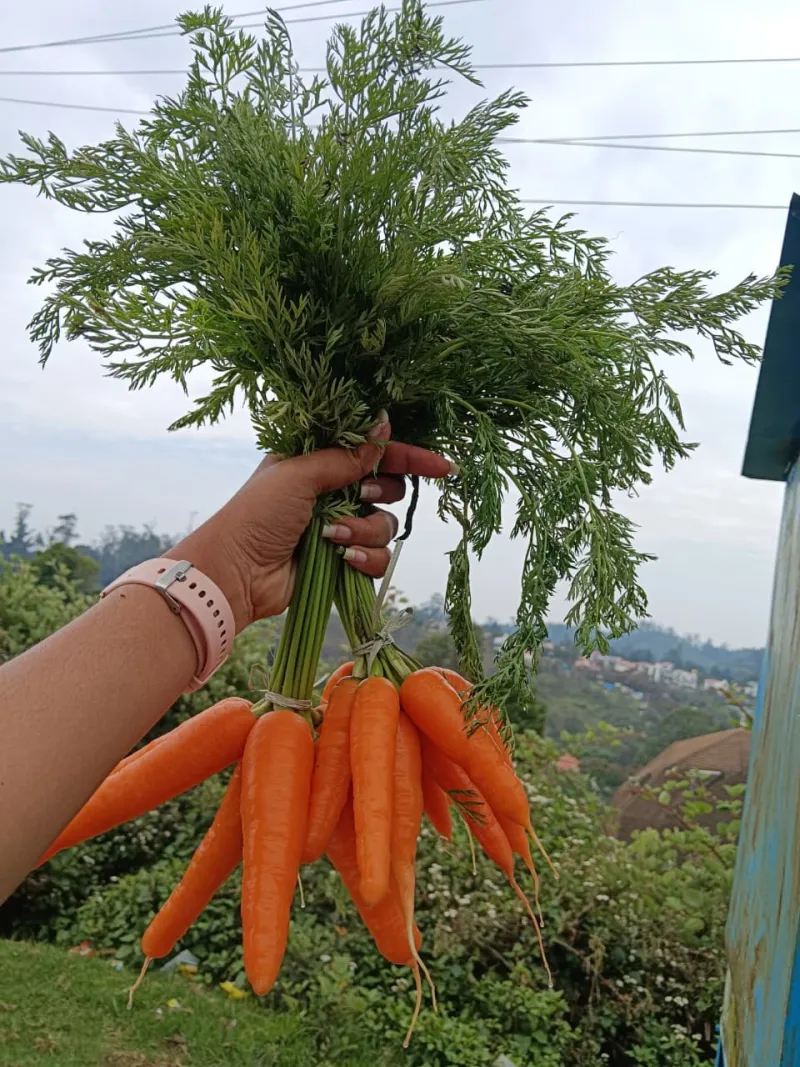 How a Wartime Lie About Carrots Fooled the Germans — and Then Fooled Us for Eighty Years