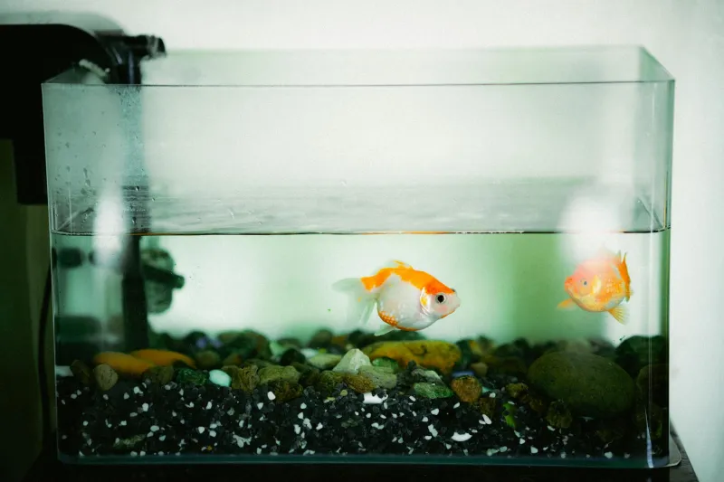 Scientists Taught Goldfish to Play Soccer — So Much for That Three-Second Memory Thing