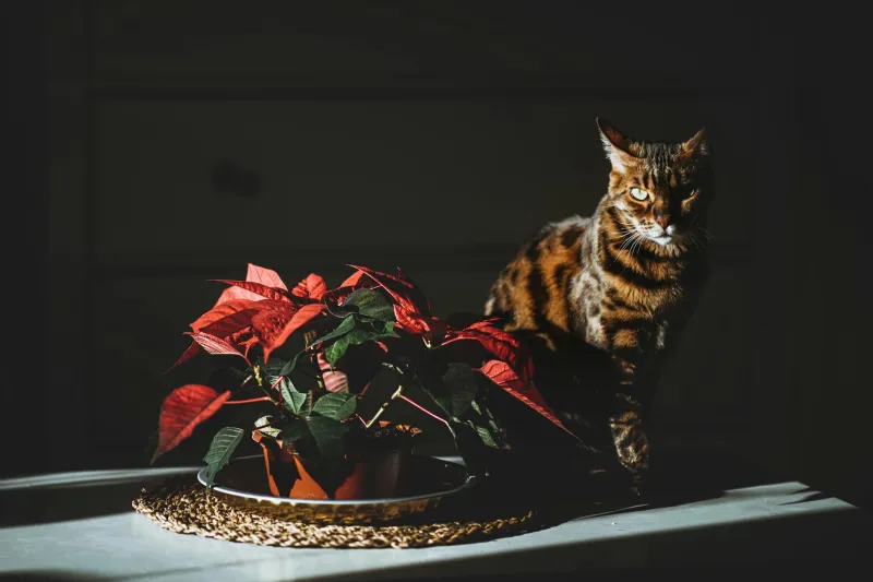 Every Holiday Season, America Panics About Poinsettias — But Pet Poison Control Says the Fear Is Overblown